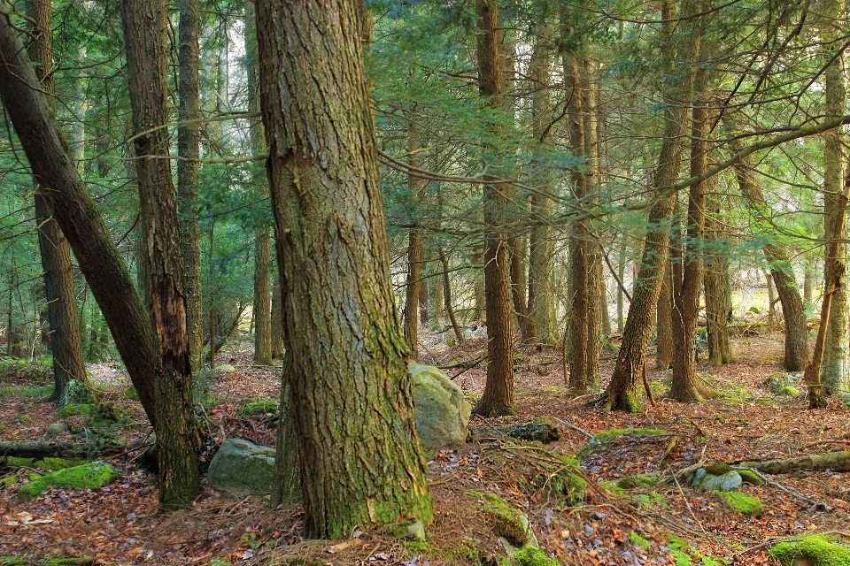 Baum natur wald wildnis
