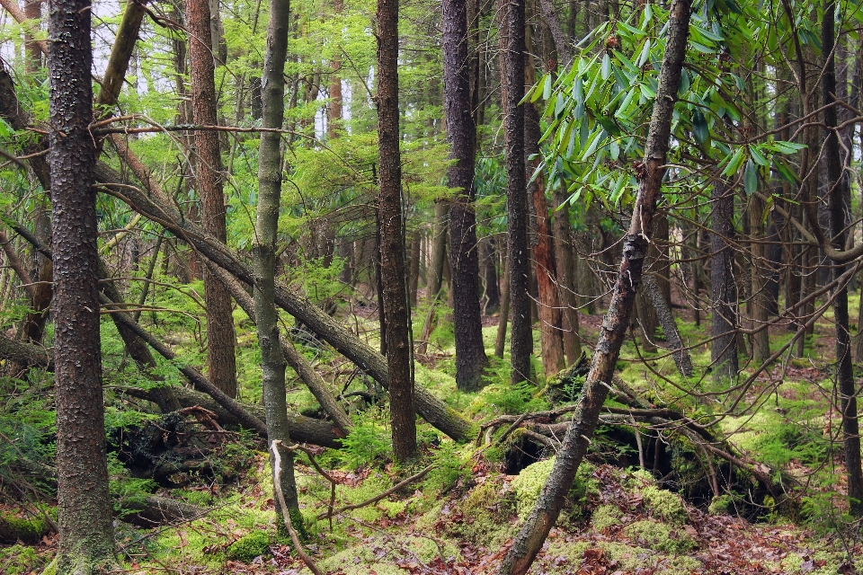 Arbre nature forêt région sauvage
