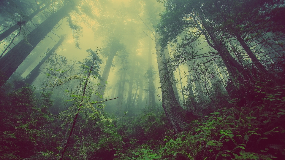 Albero natura foresta nebbia