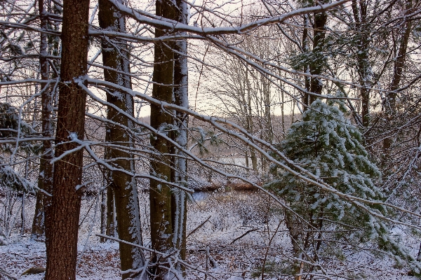 Tree nature forest branch Photo