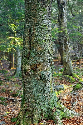 Tree nature forest branch Photo