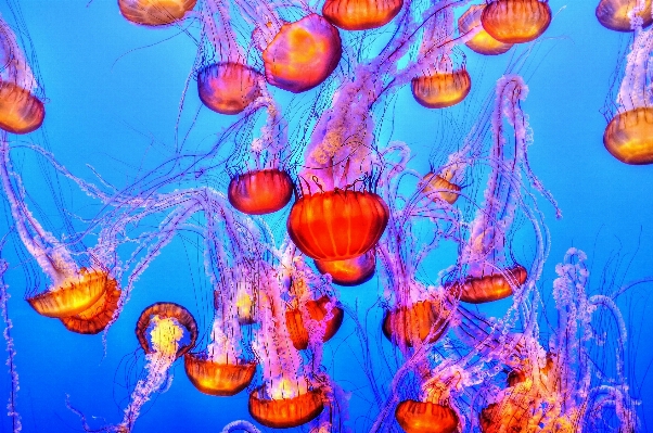 水 水下 生物学 海蜇 照片