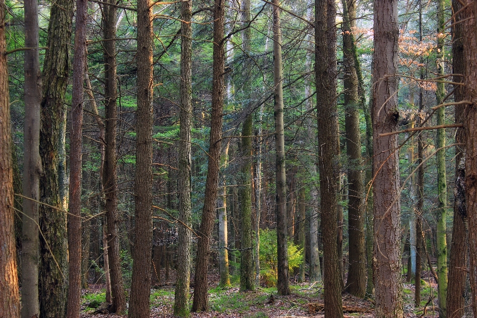 Drzewo natura las pustynia
