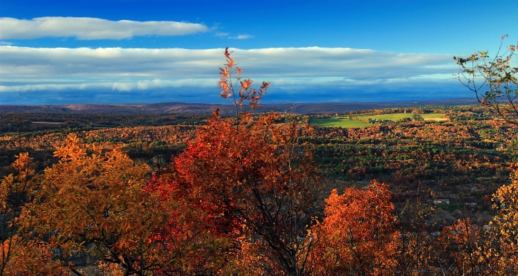 Landscape tree nature forest Photo