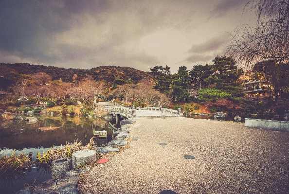 風景 海 海岸 木 写真