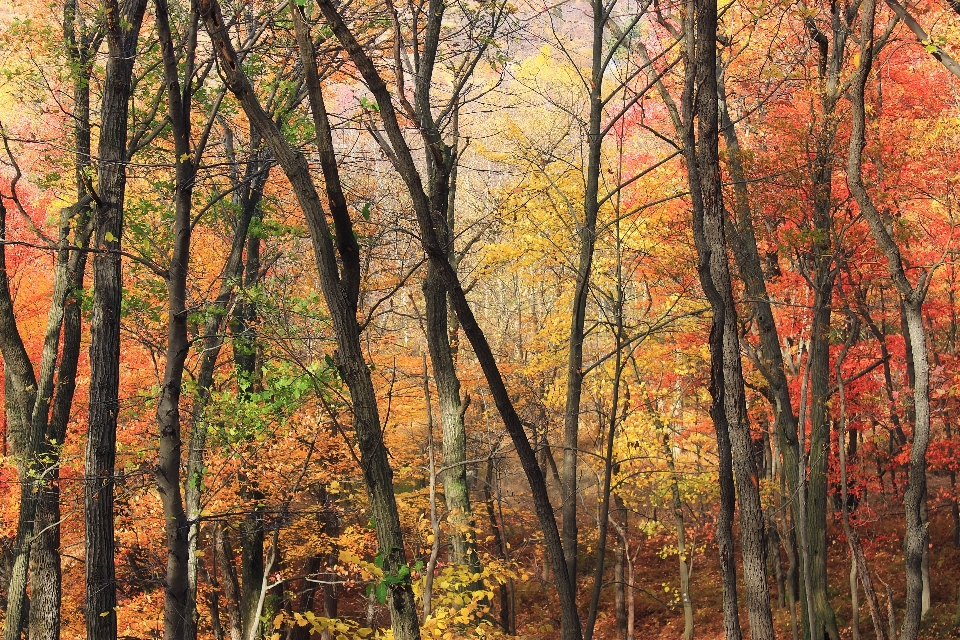 Baum natur wald wildnis
