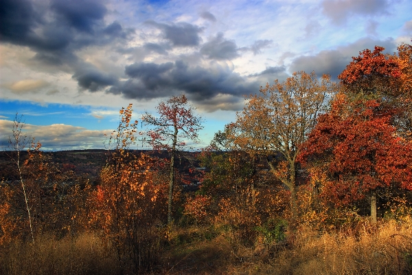 Landschaft baum natur wald Foto