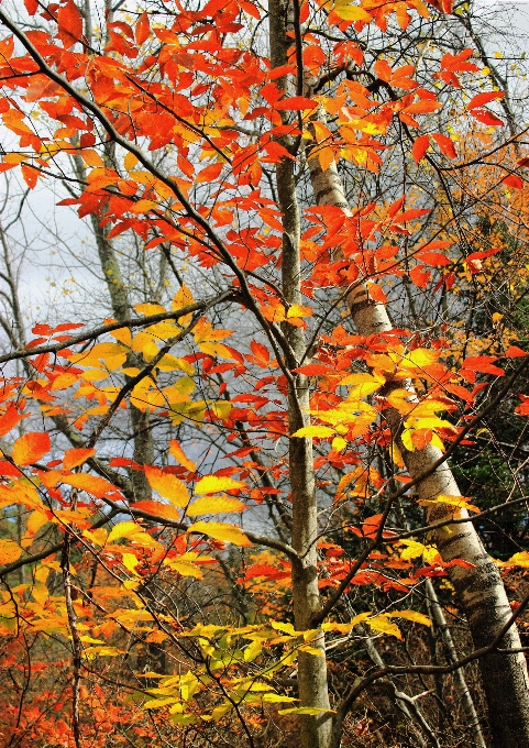 Tree nature forest branch