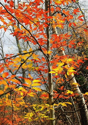 Tree nature forest branch Photo