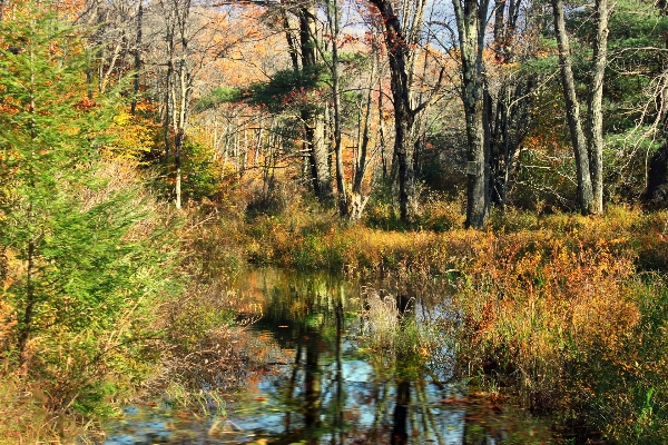 Tree nature forest creek Photo