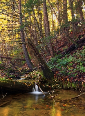 Tree nature forest waterfall Photo