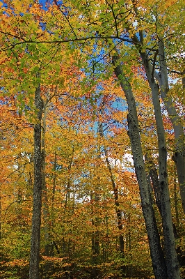 Foto Pohon alam hutan cabang