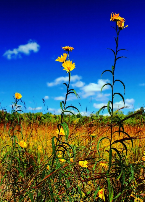 Natur gras anlage himmel