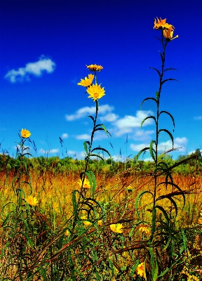 Natur gras anlage himmel Foto