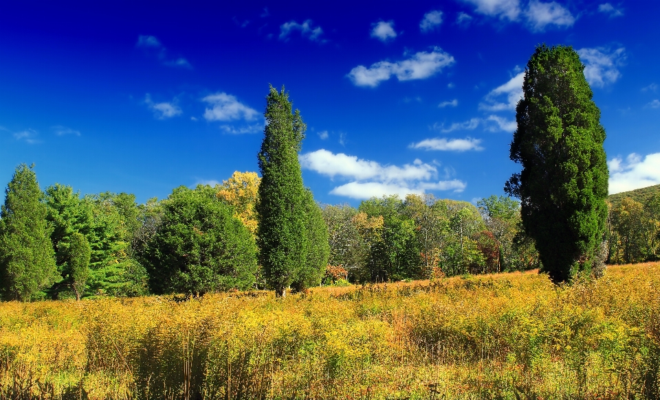 Paysage arbre nature forêt