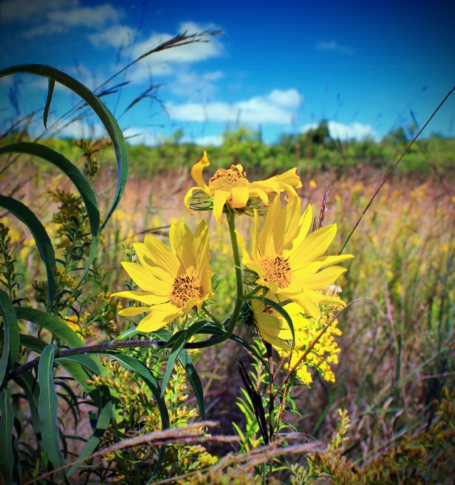 Nature herbe usine champ