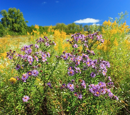 Nature blossom plant sky Photo