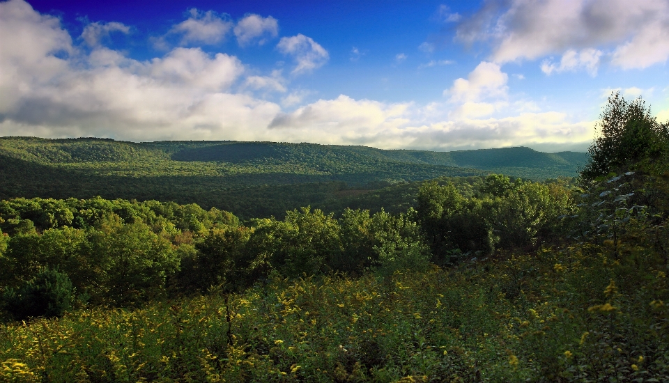 Landschaft baum natur wald