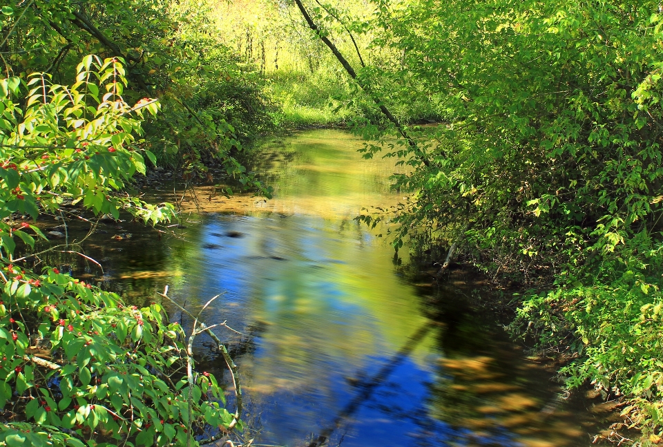 Tree water nature forest