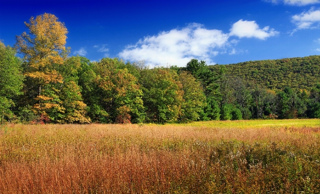 Landscape tree nature forest Photo