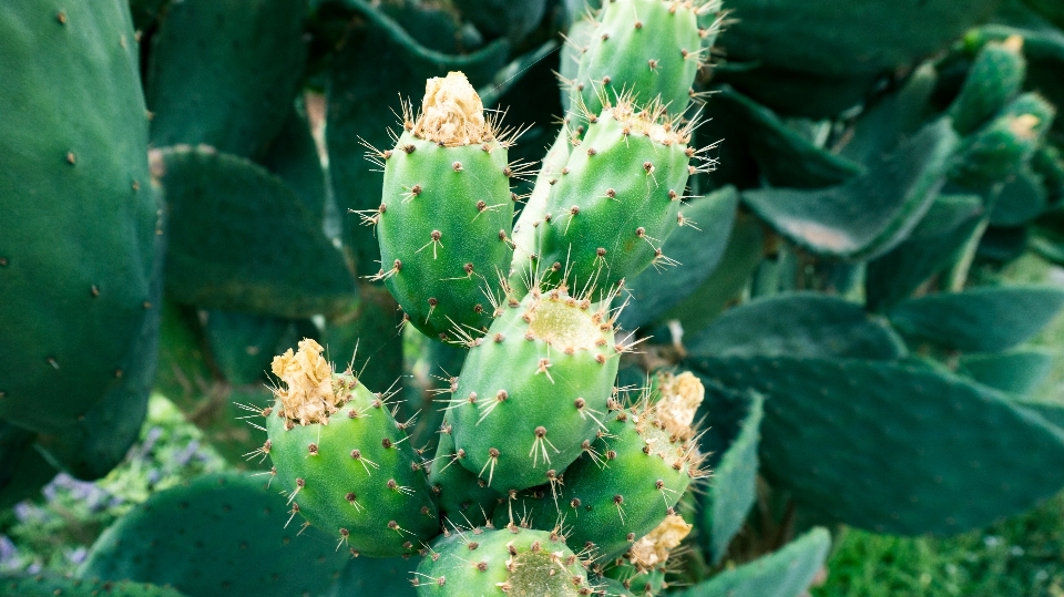 Cacto
 plantar flor verde