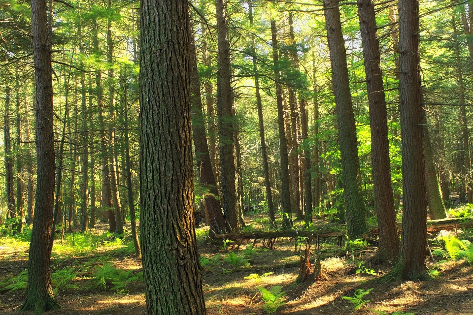 árvore natureza floresta região selvagem
