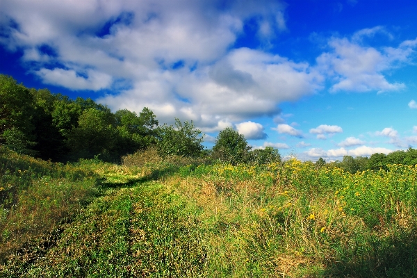 Landscape tree nature forest Photo