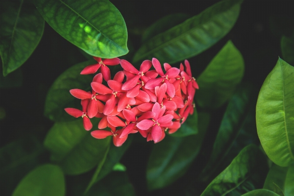 自然 花 植物 葉 写真