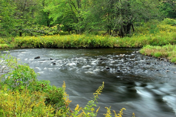 Nature forest creek wilderness Photo