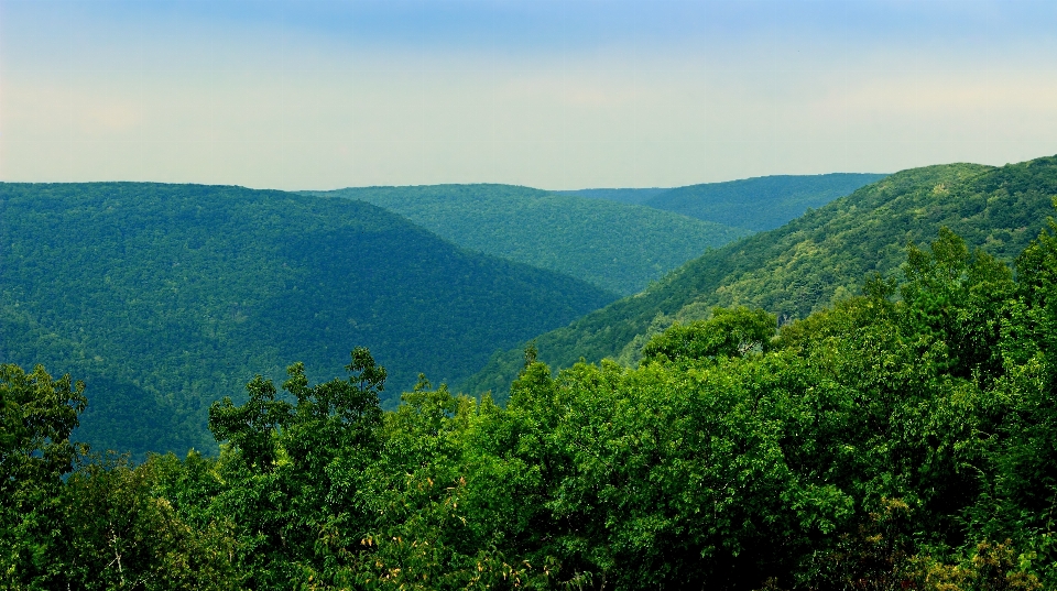 Landschaft baum natur wald