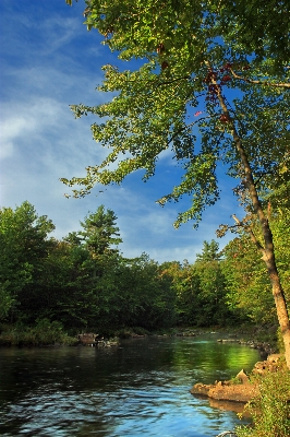 Tree nature forest creek Photo