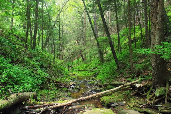 Tree forest creek wilderness Photo