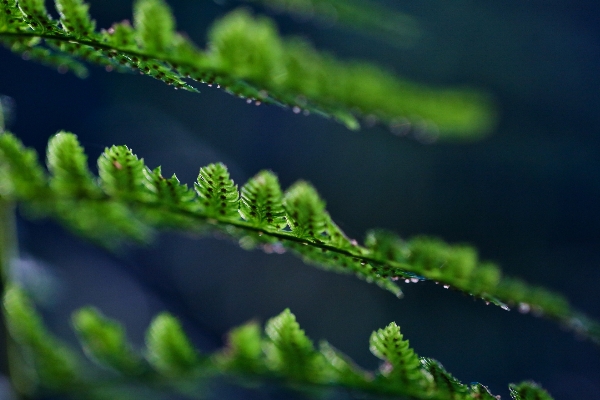 Tree water nature grass Photo