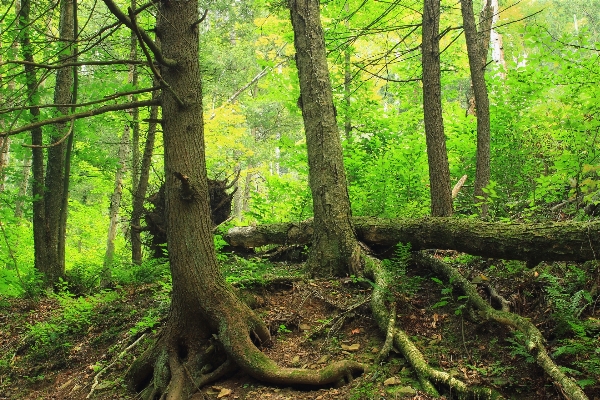 Tree nature forest wilderness Photo