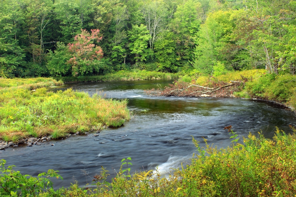 Tree nature forest creek