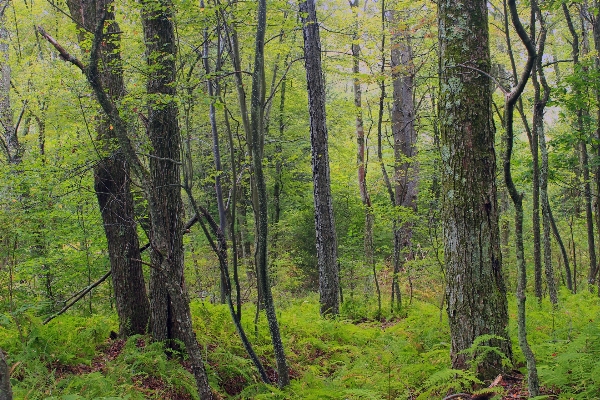 Tree nature forest wilderness Photo