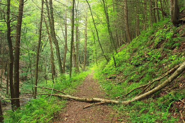 Tree nature forest path Photo