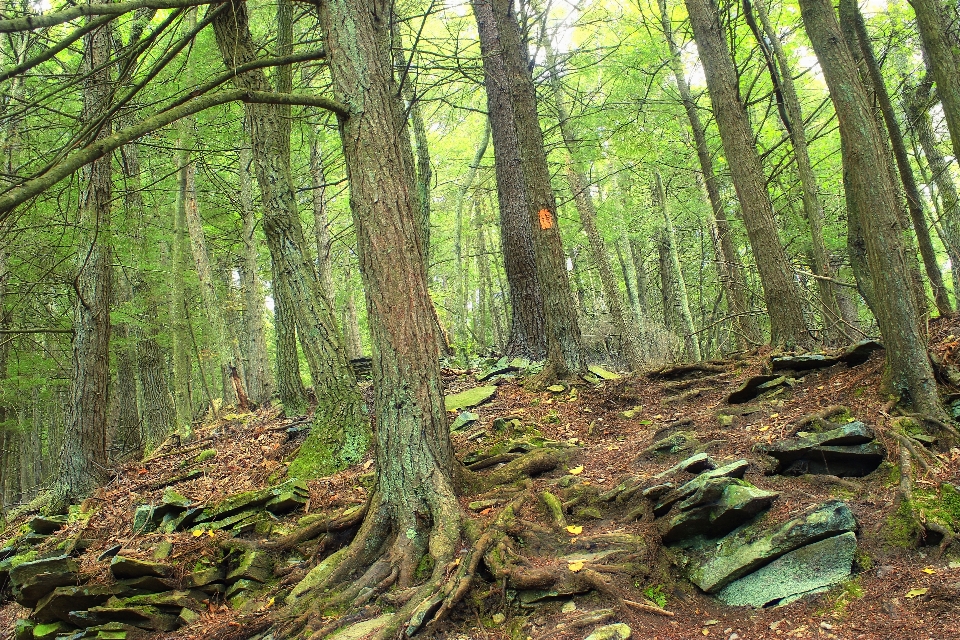 Arbre nature forêt région sauvage
