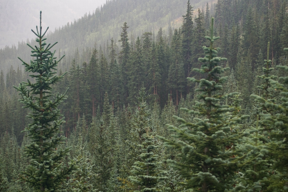 Tree forest wilderness branch