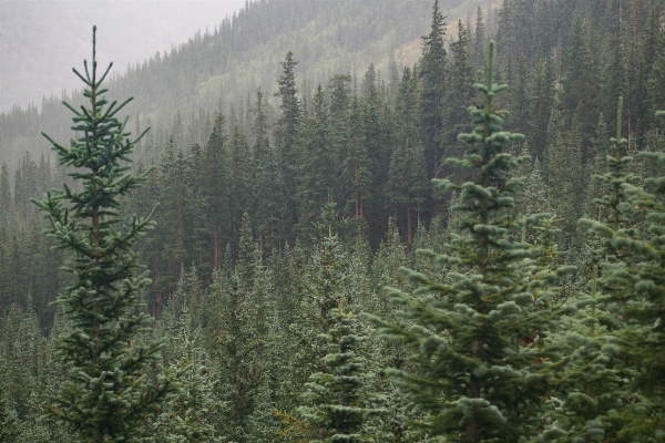 Tree forest wilderness branch Photo