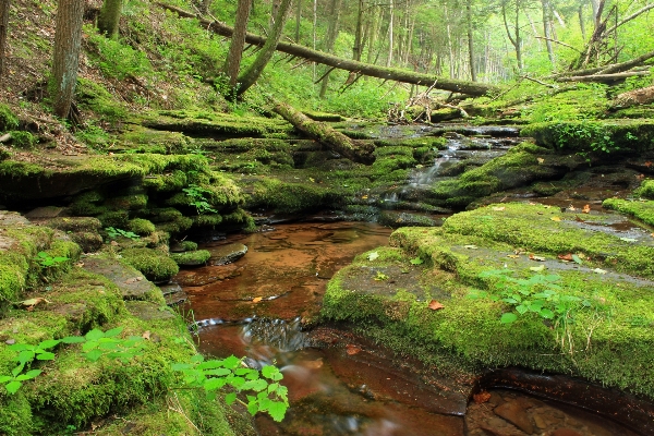 Tree forest waterfall creek Photo