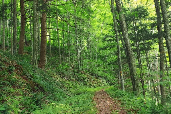 Tree nature forest path Photo