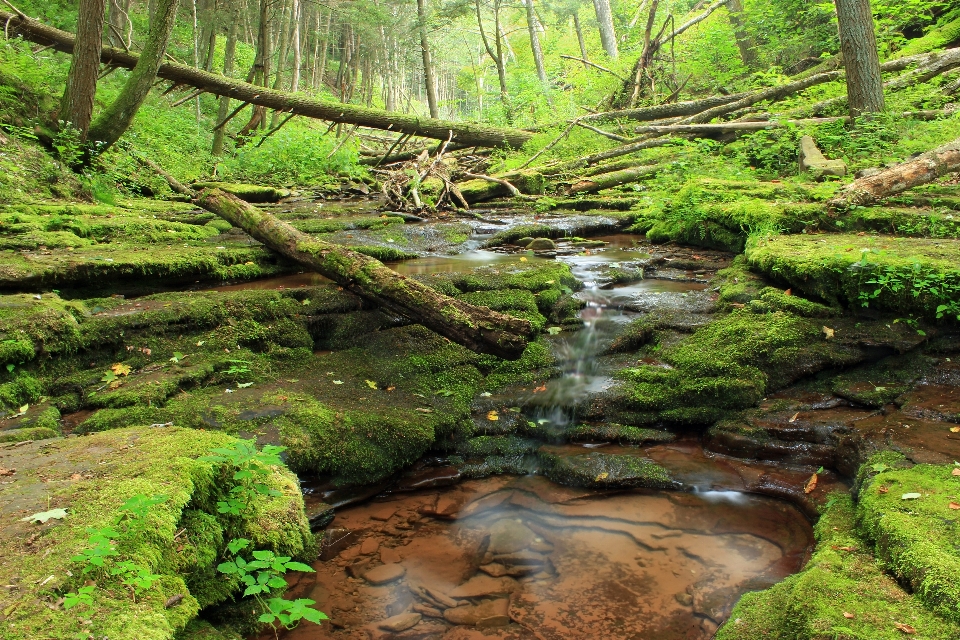 Tree forest waterfall creek