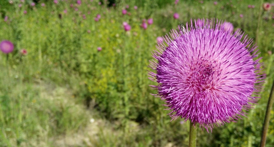 Natur gras anlage feld