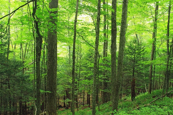 Foto Pohon alam hutan gurun
