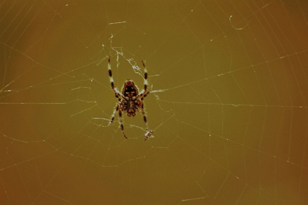 Photo Aile fauna matériel invertébré