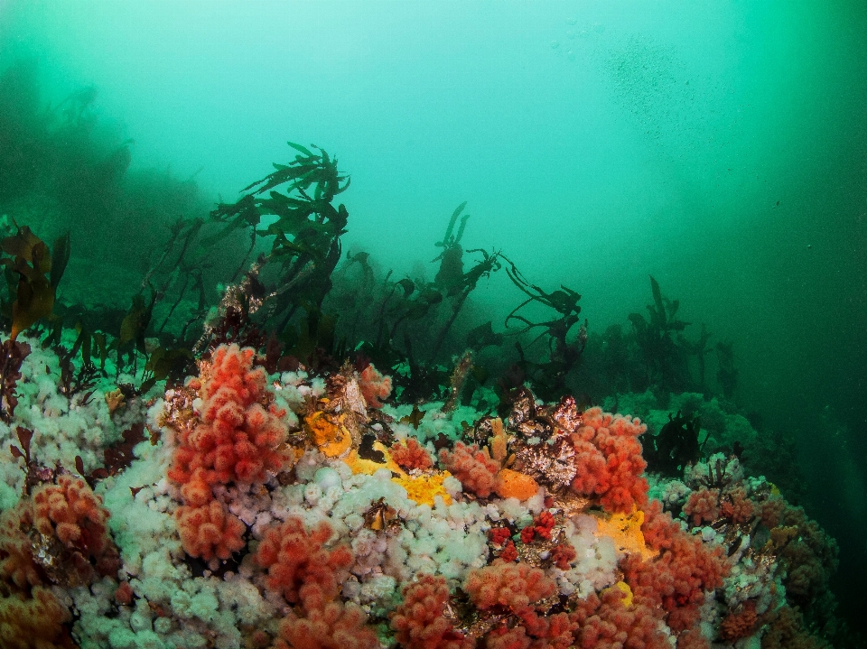 Mar oceano embaixo da agua biologia