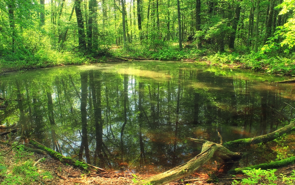 Pohon alam hutan rawa