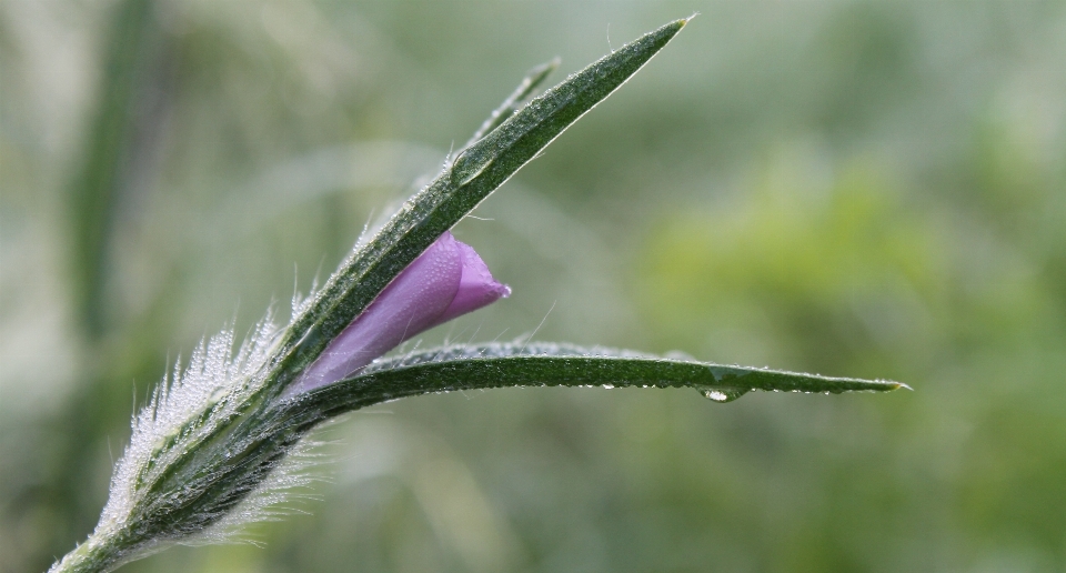 Natur gras tau anlage