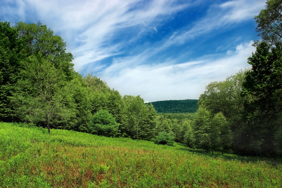 Landscape tree nature forest